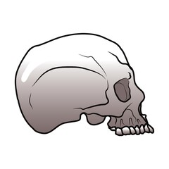 skull