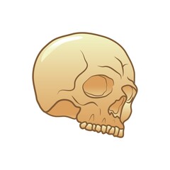 skull
