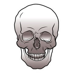 skull
