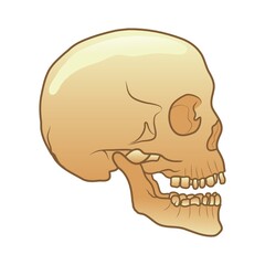 skull