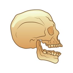skull