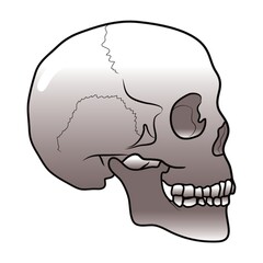 skull