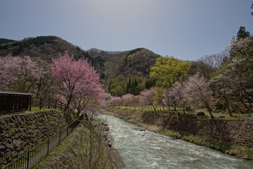 SAKURA, cherryblossom with the river in the northern alps of Japan, Hakuba