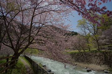 SAKURA, cherryblossom in the northern alps of Japan, Hakuba