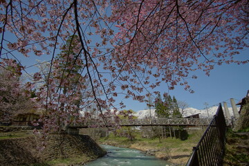 SAKURA, cherryblossom in the northern alps of Japan, Hakuba