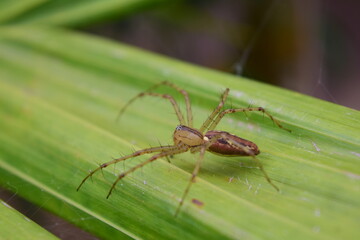 Spider, Choachi, Colombia
