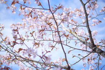 SAKURA, cherryblossom in the northern alps of Japan