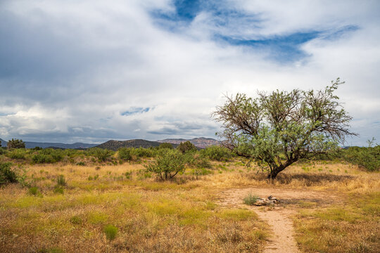 Desert Mesquite Fields