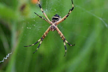 Spider, Choachi, Colombia