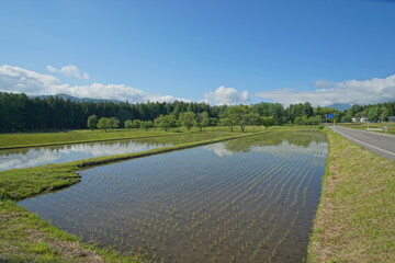 Spring has come in countryside of Japan, rice field Hakuba 