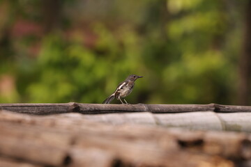 Oriental magpie-robin
