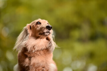 自然の中でおすましするミニチュアダックスフンド