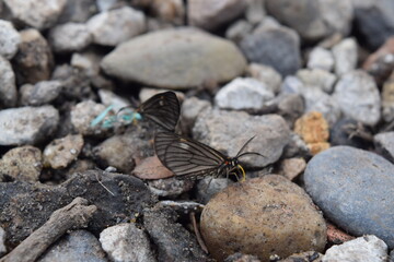 butterfly on a leaf, Choachi, Colombia