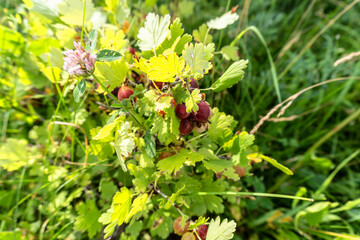 Fototapeta premium bush photo gooseberry in summer close-up