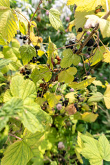 Naklejka premium photo currant bush close-up in summer