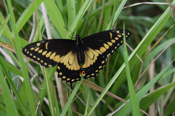butterfly on a leaf, Choachi, Colombia
