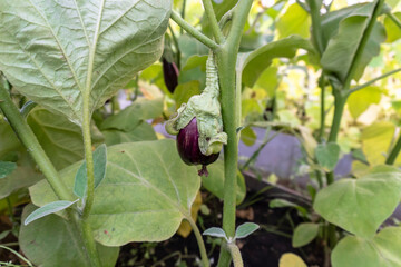 bush with eggplant summer harvest