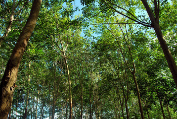 Fototapeta premium rubber tree in the forest