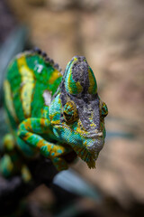 Chameleon