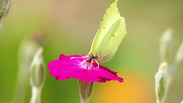 Macro closeup of Lemon butterfly feeding on a vibrant rose flower with purple petals digging in deep with its tongue and flying away with a super smooth blurred out of focus bright natural background