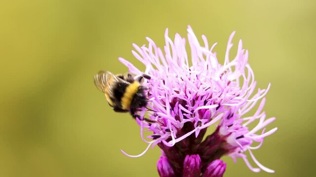 Macro shot of steady shot of busy buff tailed bumblebee on top of Liatris Spicata or bottle brush flower flying off in the end against a smooth bright blurred out of focus natural green background
