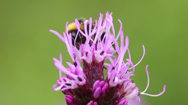 Super closeup of buff tailed bumblebee on top of Liatris Spicata or bottle brush flower feeding on its nectar and flying away against a smooth blurred out of focus natural bright green background