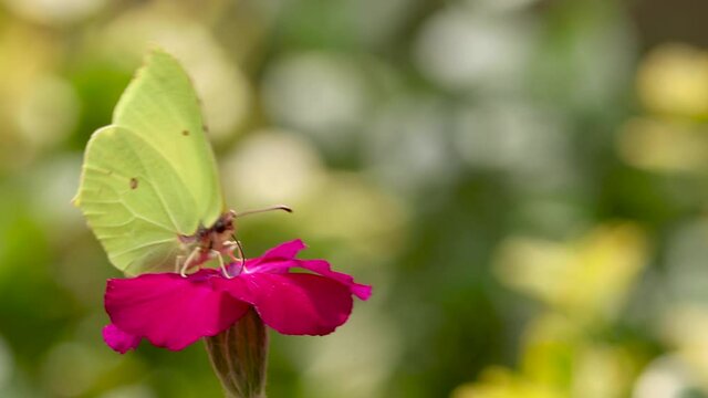 Wind blowing the blossom of a vibrant magenta purple rose flower with a Lemon butterfly on top feeding and struggling to stay on and flying away with bright out of focus foliage in the background