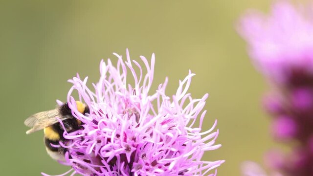 Large buff tailed bumblebee strolling around on top of a Liatris Spicata or bottle brush flower and going out of frame with smooth blurred out of focus natural background