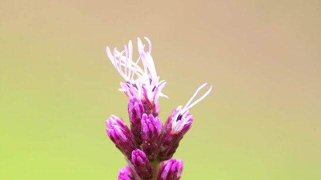 Garden flower Liatris Spicata or bottle brush with female red mason bee [osmia bicornis] on top and flying away against a smooth blurred out of focus bright natural background
