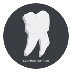 lower first molar tooth