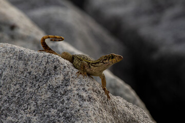 curly tail lizard on a rock