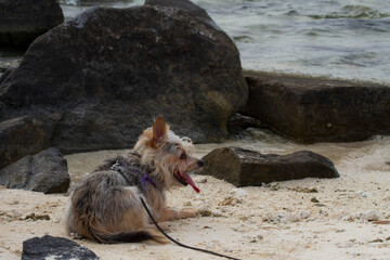 dog on the beach