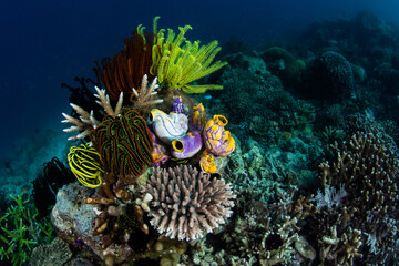 Crinoids, tunicates, corals and sponges grow on a beautiful reef in Raja Ampat, Indonesia. This remote, tropical region is known for its incredible marine biodiversity. © ead72