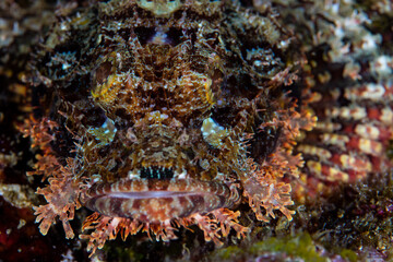 Obraz na płótnie Canvas Detail of a Tasseled scorpionfish as it lays on a coral reef in Raja Ampat, Indonesia. This type of ambush predator is relatively common throughout the Indo-Pacific region.