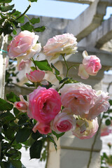 pink roses