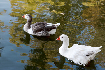 Fototapeta premium Ducks