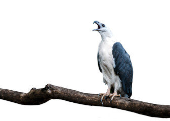 Isolated White bellied sea eagle roaring holding tree bunch on white background, clipping in file.