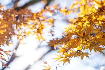 【秋イメージ】鮮やかな紅葉