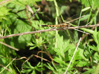 シオカラトンボ