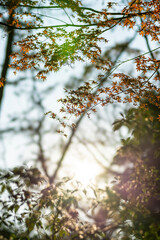 【秋イメージ】鮮やかな紅葉
