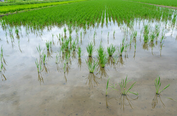 Obraz premium A paddy field damaged by apple snails
