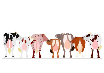 various milk cattle border