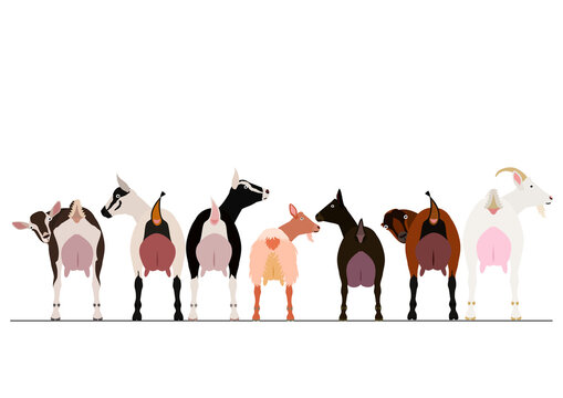 various milk goats border