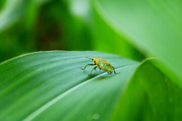 Stink bug on the green leaf, The green stink bug is an insect in the blur background farm.