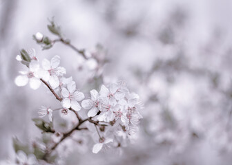 Cherry blossom tree background. Shallow depth of field. Focus on center flower cluster.