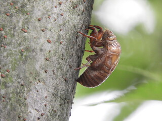 セミ幼虫