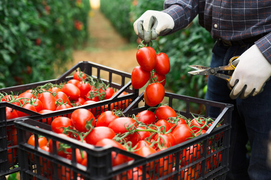 Male farmer hands picking crop of red plum tomatoes in industrial glasshouse
