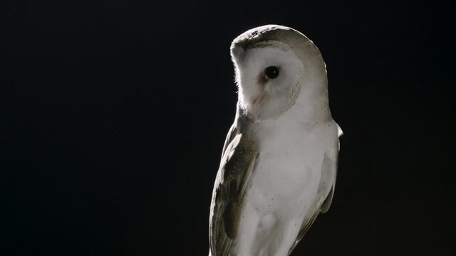 Barn owl on a black background turning its head, looks around and flies