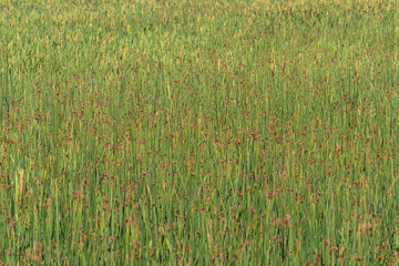 background texture of dense tall grasses on the wetland on a sunny day