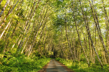 Fototapeta na wymiar Forest road through pine trees on a summer day